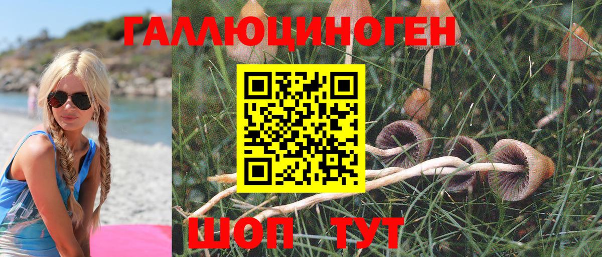 Псилоцибиновые грибы Psilocybe Североморск